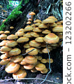 Summer honey fungus on a stump in the forest. Edible fish close up 123202266