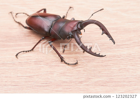 一隻大鋸齒鍬蟲木紋 123202327