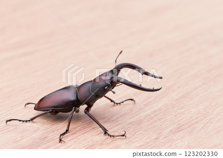 一隻大鋸齒鍬蟲木紋 123202330