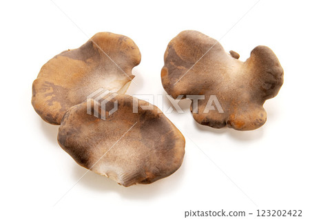 生黑鮑菇 生黑鮑菇 123202422