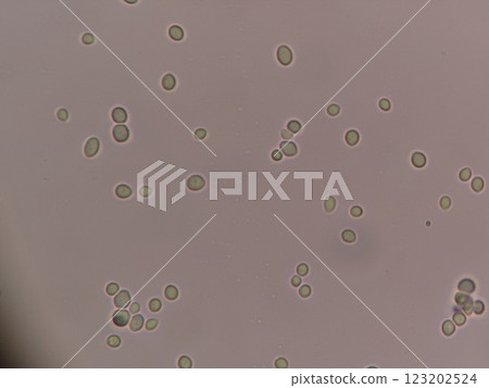 Yeast bacteria with clearly visible outlines Yeast bacteria with clearly visible outlines 123202524