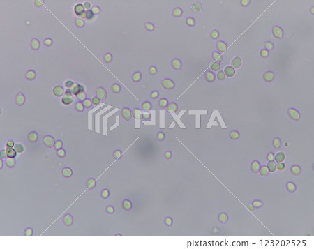 稍小一點的酵母 稍小一點的酵母 123202525