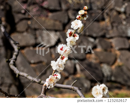 White plum blossoms blooming in the East Gardens of the Imperial Palace in early spring 123202617