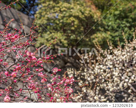 初春時節,皇宮東禦苑內紅白梅花盛開 初春時節,皇宮東禦苑內紅白梅花盛開 123202619