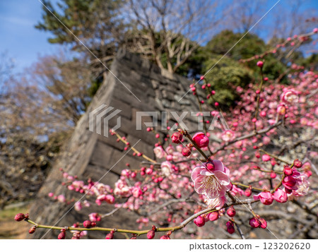 Red plum blossoms blooming in the East Gardens of the Imperial Palace in early spring Red plum blossoms blooming in the East Gardens of the Imperial Palace in early spring 123202620