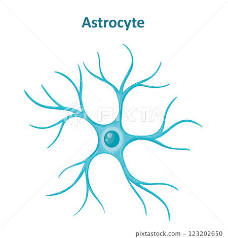Astrocyte image, Neuroglia cell, Glial cell Astrocyte image, Neuroglia cell, Glial cell 123202650