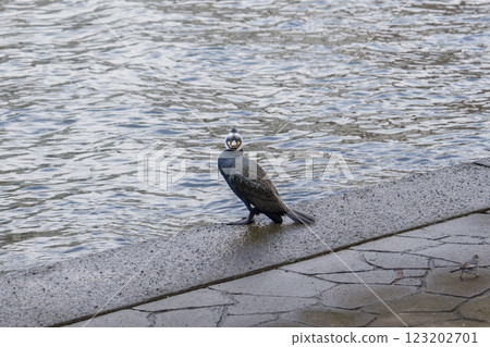 A cormorant standing by the river and the calm water 123202701