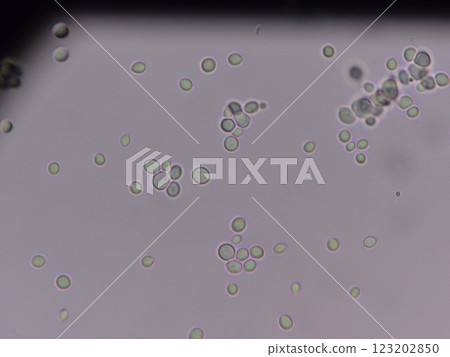 Yeast under a microscope 123202850