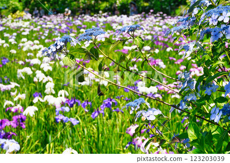 Hondo-ji Temple: Beautiful hydrangeas and irises (Matsudo City, Chiba Prefecture) 123203039