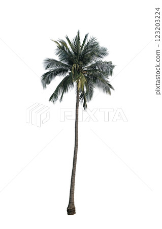 Coconut palm tree with green leaves 123203224