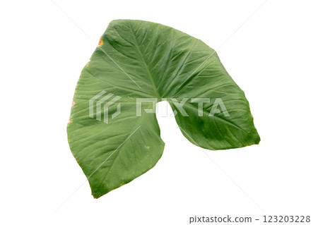 Eddoe leaves or wild taro leaf Eddoe leaves or wild taro leaf 123203228
