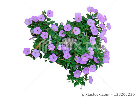 Purple Flower Pansies flower pot plant 123203230