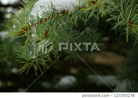 snow and frozen drops of water on the needles of spruce branches. The concept of New Year mood snow and frozen drops of water on the needles of spruce branches. The concept of New Year mood 123203236