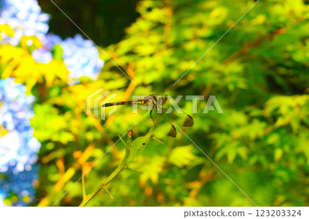 A dragonfly resting on autumn leaves A dragonfly resting on autumn leaves 123203324