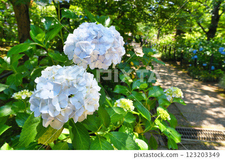 本堂寺的美麗繡球花（千葉縣松戶市） 123203349