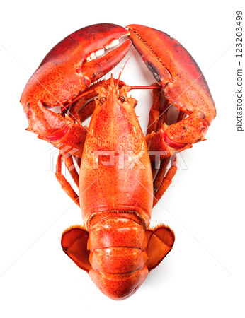 Red lobster on white background Red lobster on white background 123203499
