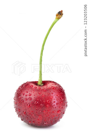 cherry covered with dew 123203506