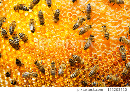 Bee honeycombs with honey Bee honeycombs with honey 123203510