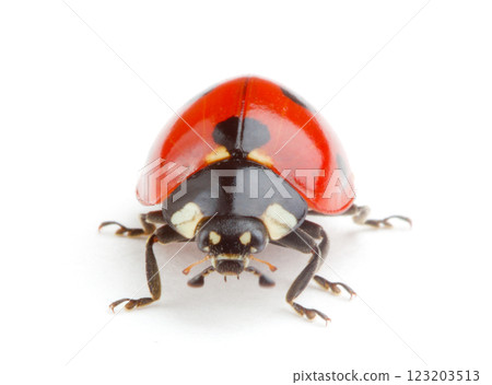 Ladybug on white background 123203513