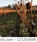 German wine vineyards in winter 123203606