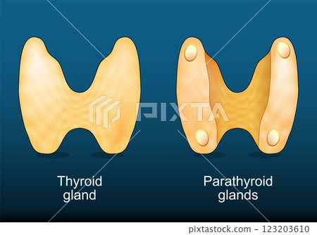 Thyroid gland and Parathyroid glands 123203610