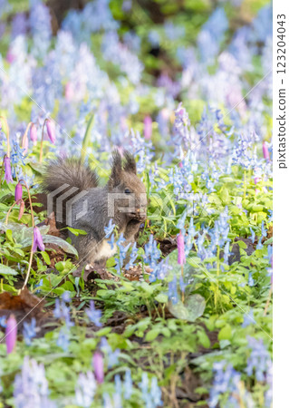 Hokkaido squirrels playing at Urausu Shrine in spring 123204043