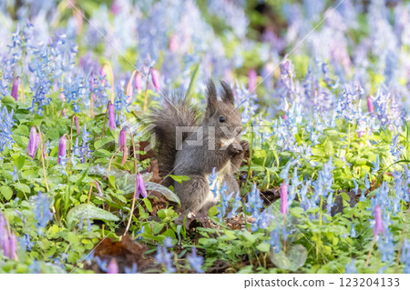 A Hokkaido squirrel posing in a flower field 123204133