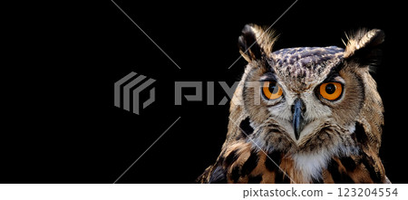 非洲雕鴞肖像。黑色背景。 非洲雕鴞肖像。黑色背景。 123204554