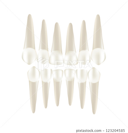 Set of realistic tooth with apexes 123204585