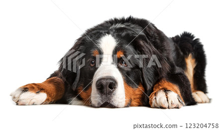 Bernese Mountain Dog lying down. White background. Bernese Mountain Dog lying down. White background. 123204758