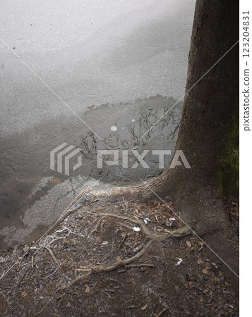 Frozen pond reflecting tree branches in prague, czechia Nature park Smetanka 123204831