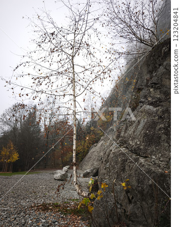 Birch tree growing near rocky mountain in chamonix, france during autumn 123204841