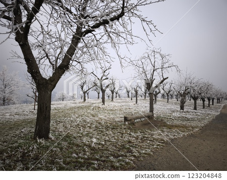 Frost covering trees and grass in a cherry park in prague, czechia, during december Frost covering trees and grass in a cherry park in prague, czechia, during december 123204848