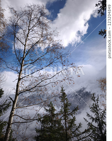 Bare trees framing snow capped alpine peaks near chamonix, revealing stark winter landscape under blue mountain sky Bare trees framing snow capped alpine peaks near chamonix, revealing stark winter landscape under blue mountain sky 123204849