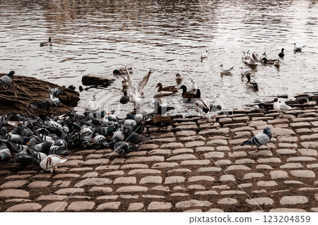 Pigeons and other birds gathering on the banks of the vltava river in prague Pigeons and other birds gathering on the banks of the vltava river in prague 123204859