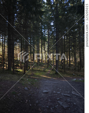Sunlight filtering through trees in chamonix forest 123205015