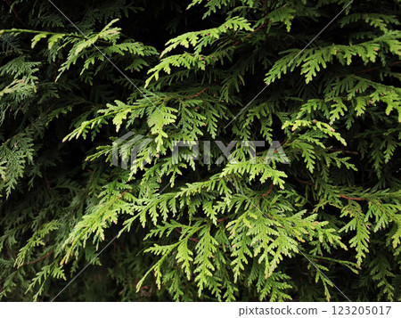 Vibrant green thuja leaves creating lush natural texture in chamonix, france Vibrant green thuja leaves creating lush natural texture in chamonix, france 123205017