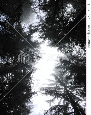Bright sunlight filtering through misty woodland canopy in chamonix, france, shadows forest landscape 123205021