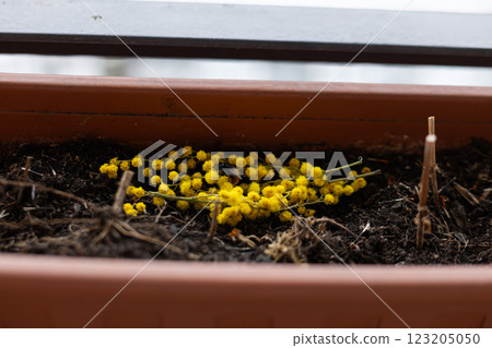 Bright yellow mimosa flowers in full bloom. A branch of vibrant yellow mimosa flowers lies in a planter Bright yellow mimosa flowers in full bloom. A branch of vibrant yellow mimosa flowers lies in a planter 123205050