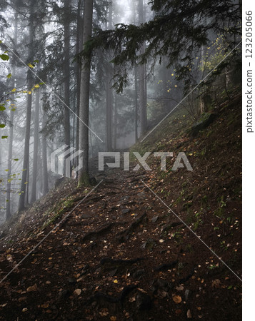 Foggy mountain trail winding through misty alpine forest near chamonix during autumn season Foggy mountain trail winding through misty alpine forest near chamonix during autumn season 123205066
