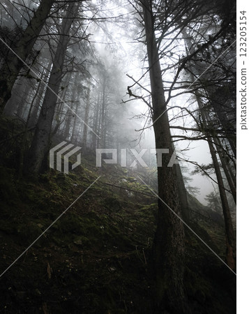 Misty autumn forest shrouding conifer landscape near chamonix, french alps 123205154