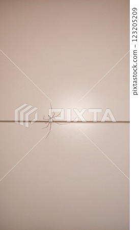 Spider crawling across neutral wall surface in bibione, italy, summer lighting revealing intricate arachnid movement Spider crawling across neutral wall surface in bibione, italy, summer lighting revealing intricate arachnid movement 123205209