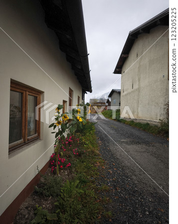 Sunflowers add a touch of color to a quiet, narrow road between houses in chamonix, france, during the autumn season Sunflowers add a touch of color to a quiet, narrow road between houses in chamonix, france, during the autumn season 123205225