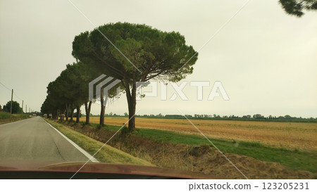 Rustic landscape near bibione showcasing verdant pine lined road cutting through golden wheat fields under soft sunlight 123205231