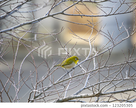 White-eye on a branch White-eye on a branch 123205305