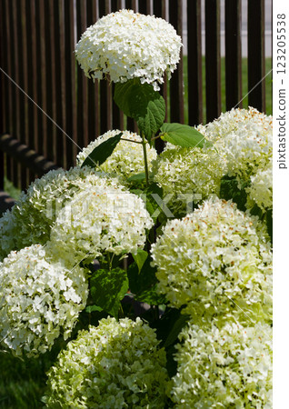 A popular decorative plant called Hydrangea. Close-up view of the flower. 123205538
