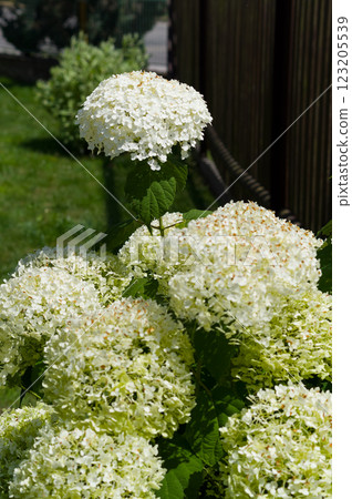 A popular decorative plant called Hydrangea. Close-up view of the flower. A popular decorative plant called Hydrangea. Close-up view of the flower. 123205539