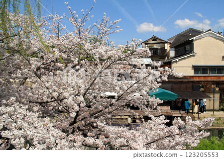 Uji River branch boat dock and cherry blossoms in full bloom Uji River branch boat dock and cherry blossoms in full bloom 123205553