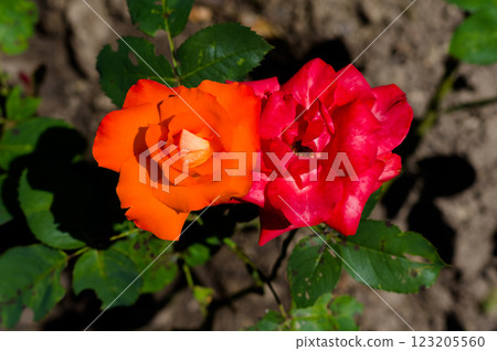 A popular decorative plant called Roses. Latin name Rosa. A popular decorative plant called Roses. Latin name Rosa. 123205560