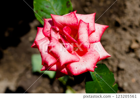 A popular decorative plant called Roses. Latin name Rosa. 123205561